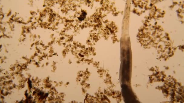 Färsk Damm Vatten Plankton Och Alger Vid Mikroskopet Nematoden — Stockvideo