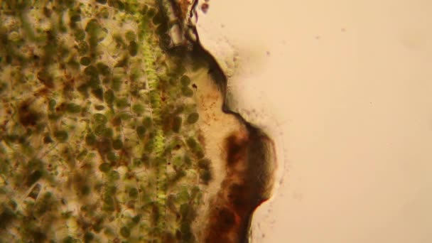 Świeży Staw Wody Plankton Algi Mikroskopie — Wideo stockowe