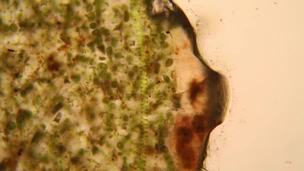 Fresh Pond Water Plankton Algae Microscope — Stock Video