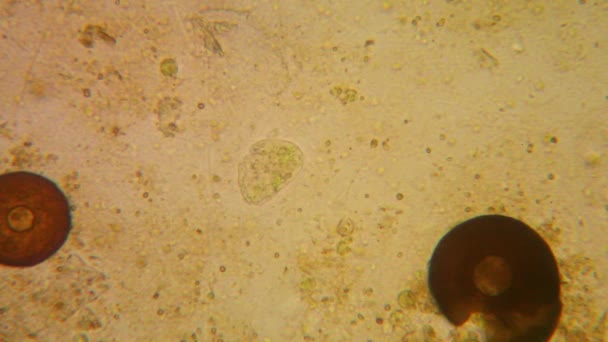 Färsk Damm Vatten Plankton Och Alger Vid Mikroskopet — Stockvideo