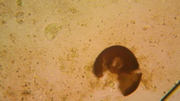 Färsk Damm Vatten Plankton Och Alger Vid Mikroskopet — Stockvideo