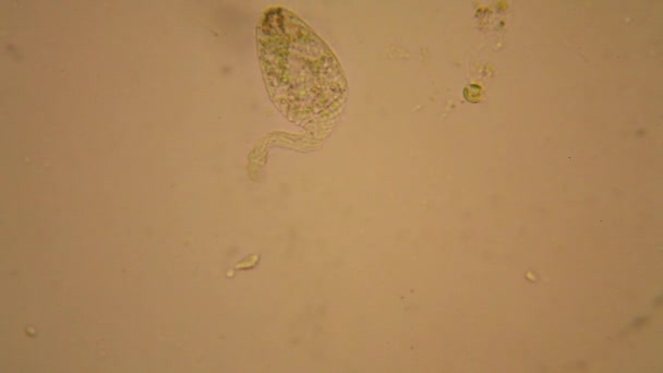 Fresh Pond Water Plankton Algae Microscope — Stock Video