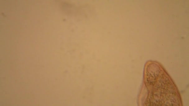 Свіжий Планктон Води Ставку Водорості Мікроскопі — стокове відео