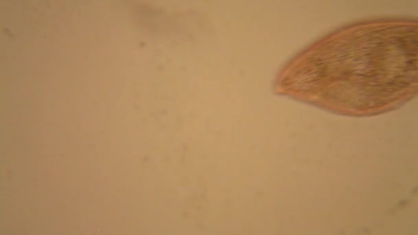 Verse Vijver Water Plankton Algen Microscoop — Stockvideo