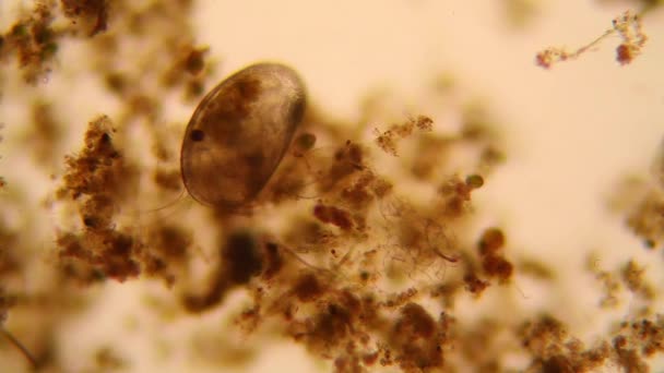 Plancton Agua Dulce Algas Microscopio Ostracod Crustáceo — Vídeos de Stock