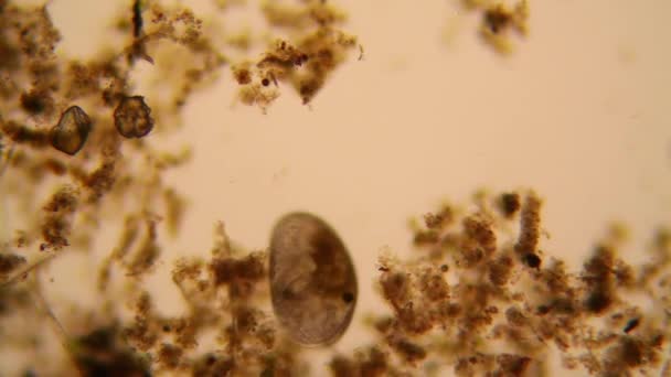 Verse Vijver Water Plankton Algen Microscoop Mosselkreeftjes Schaaldieren — Stockvideo