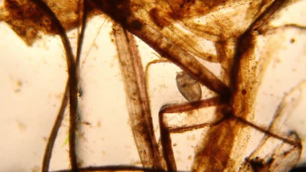 Plancton Acqua Dolce Alghe Microscopio Crostacei Ovocodici — Video Stock