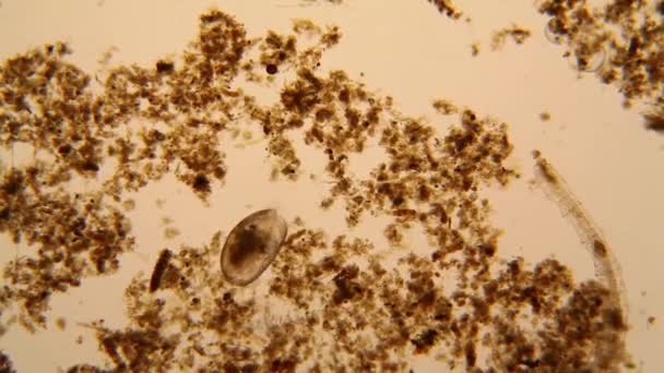 Fresh Pond Water Plankton Algae Microscope Ostracod Crustacean Nematode — Stock Video