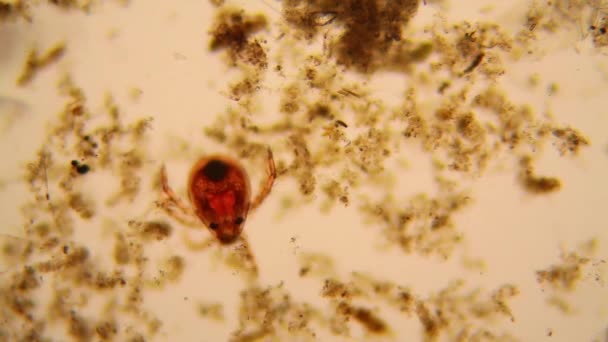 Fresh Pond Water Plankton Algae Microscope Pond Mite — Stock Video