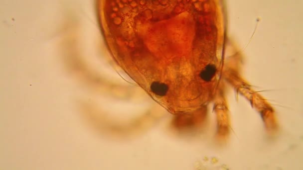 Plancton d'eau douce de l'étang et algues au microscope. Acarien d'étang 