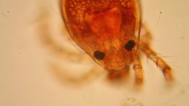 Fresh Pond Water Plankton Algae Microscope Pond Mite — Stock Video