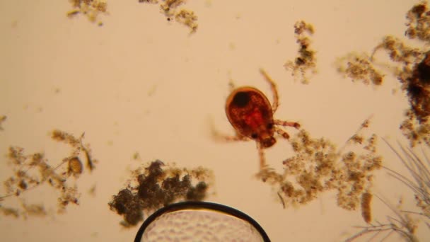 Fresh Pond Water Plankton Algae Microscope Pond Mite — Stock Video