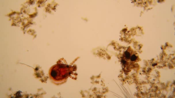 Fresh Pond Water Plankton Algae Microscope Pond Mite — Stock Video