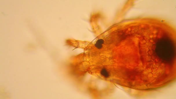 Świeży Staw Wody Plankton Algi Mikroskopie Staw Roztocza — Wideo stockowe