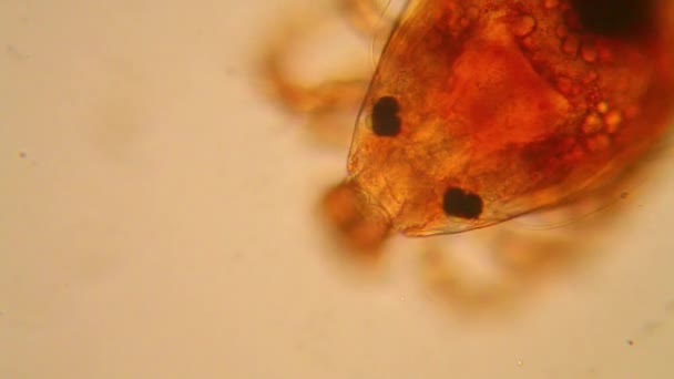 Plancton Agua Dulce Algas Microscopio Ácaro Estanque — Vídeos de Stock