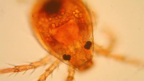 Plancton Agua Dulce Algas Microscopio Ácaro Estanque — Vídeos de Stock
