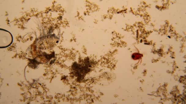 Taze Birikintisi Planktonları Yosun Mikroskop Gölet Akar Ölü Copepod — Stok video