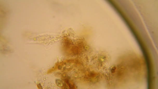 Планктон Пресной Водой Водоросли Микроскопом Ротиферы — стоковое видео