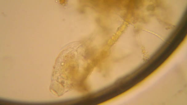 Plâncton Água Fresca Algas Microscópio Rotifers — Vídeo de Stock