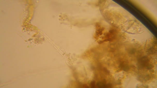 Plâncton Água Fresca Algas Microscópio Rotifers — Vídeo de Stock