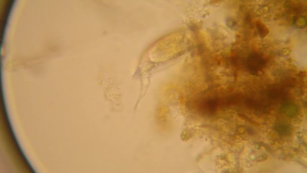 Φρέσκια Λίμνη Νερού Πλαγκτόν Και Φύκια Στο Μικροσκόπιο Rotifers — Αρχείο Βίντεο