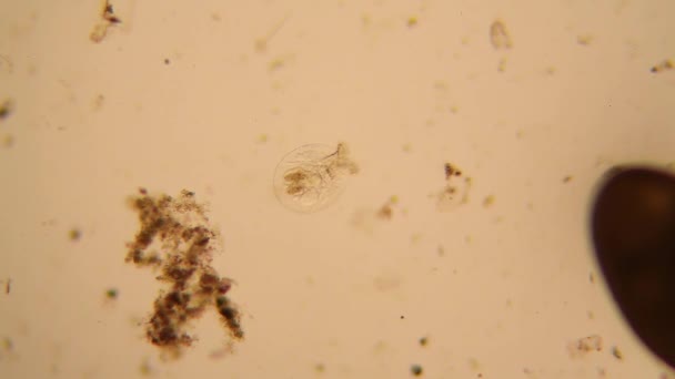 Verse Vijver Water Plankton Algen Microscoop Raderdiertjes — Stockvideo
