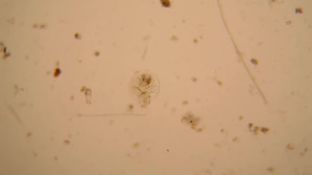 Färsk Damm Vatten Plankton Och Alger Vid Mikroskopet Rotifers — Stockvideo