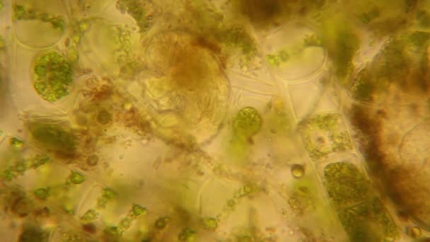 Färsk Damm Vatten Plankton Och Alger Vid Mikroskopet Rotifers — Stockvideo