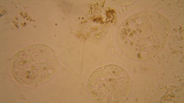 Fresh Pond Water Plankton Algae Microscope Vorticella Convallaria — Stock Video