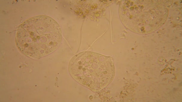 Färsk Damm Vatten Plankton Och Alger Vid Mikroskopet Vorticella Convallaria — Stockvideo