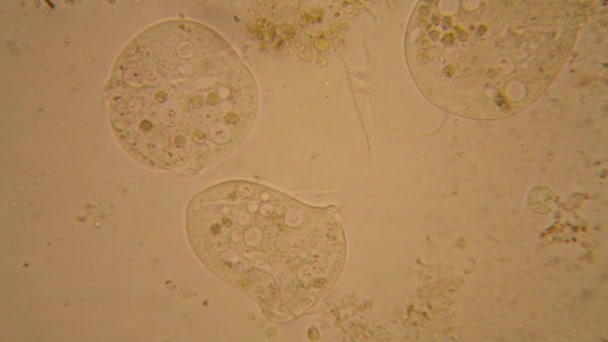 Plancton Eau Douce Étang Algues Microscope Vorticella Convallaria — Video