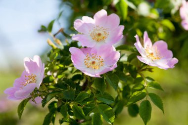 Rose hips çiçek ve bir yaz günü bush