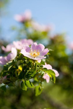Rose hips çiçek ve bir yaz günü bush