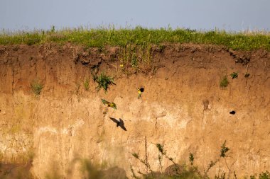 Arı kuşu apiaster kuşlar yuva yanındaki