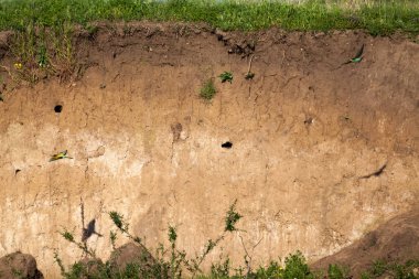 Arı kuşu apiaster kuşlar yuva yanındaki
