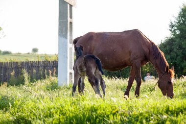 Anne ve bebek at Köyü