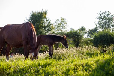Anne ve bebek at Köyü