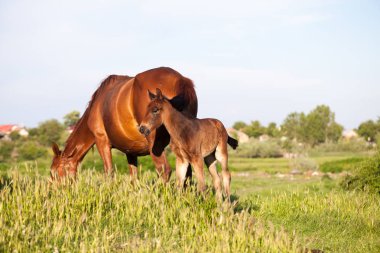 Anne ve bebek at Köyü