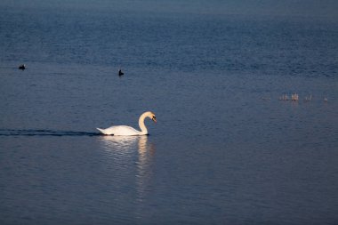 Kuğu ve diğer kuşlar göl kenarında