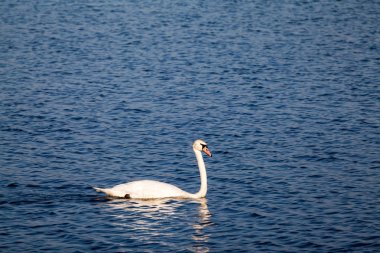 Kuğu ve diğer kuşlar göl kenarında