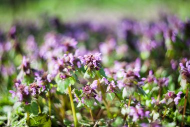 Çiçek ile Lamium purpureum bitki