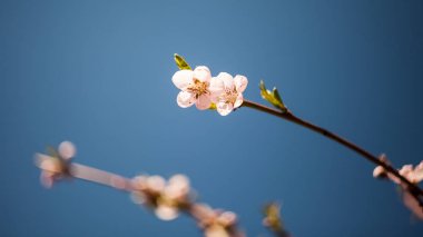 Bahar dalları üzerinde çiçeklenme