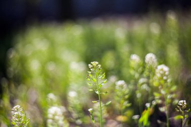 Capsella bursa-pastoris bitki olarak filed