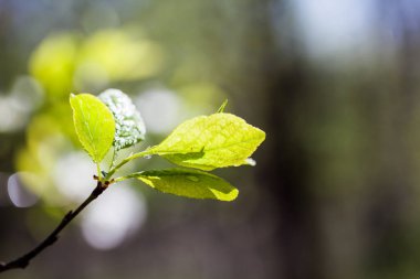 Taze bahar dallarında