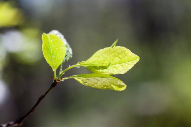 Taze bahar dallarında