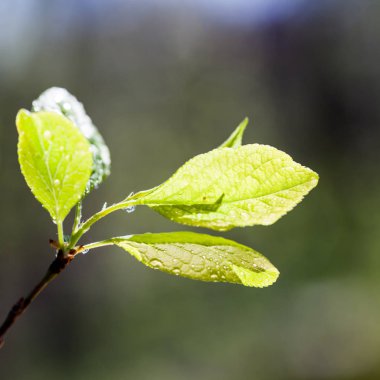 Taze bahar dallarında