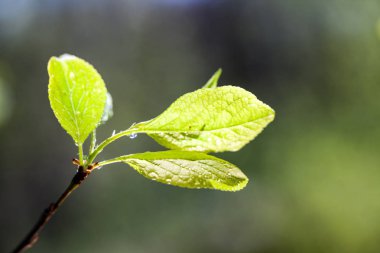 Taze bahar dallarında