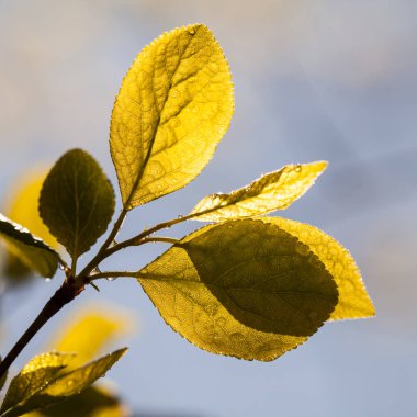 Taze bahar dallarında