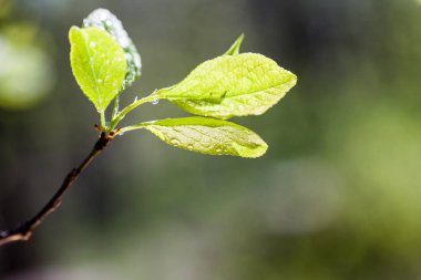 Taze bahar dallarında