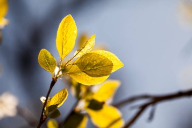 Taze bahar dallarında